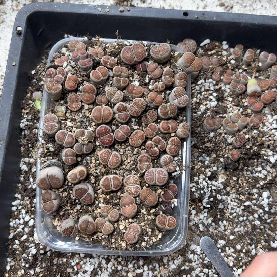 C197 菊一大盒。福利 