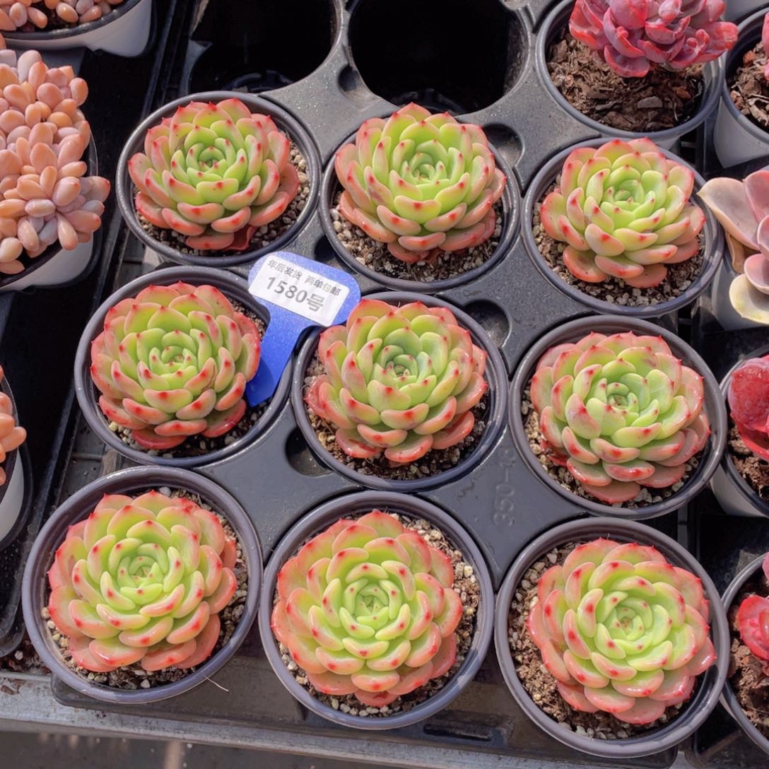 1580号三文鱼大单头一个