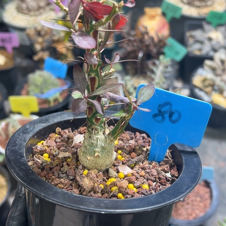 簇生富贵花多肉植物