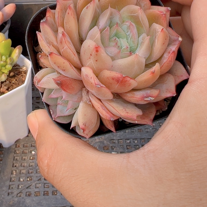 蔓越莓【一物一拍】两单包邮