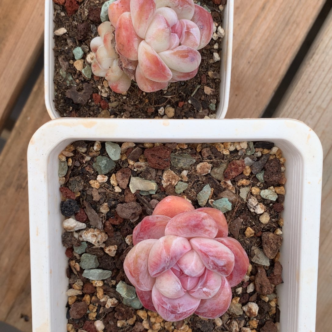 小鱼干专拍，一物一拍