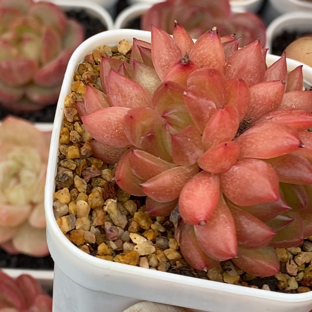 天官赐福百无禁忌