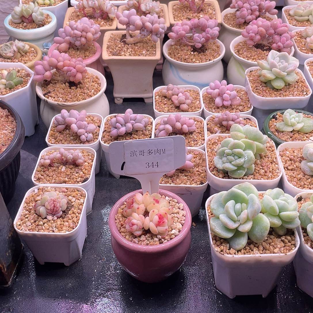 滨哥多肉M344四头琴心福利