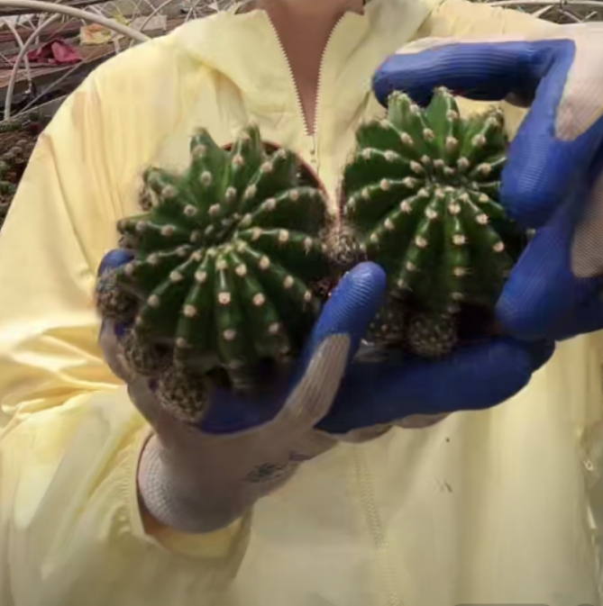 二妹园艺【 2颗 浓桃筋 自根 】【冠幅保6公分】默认脱土随机发货