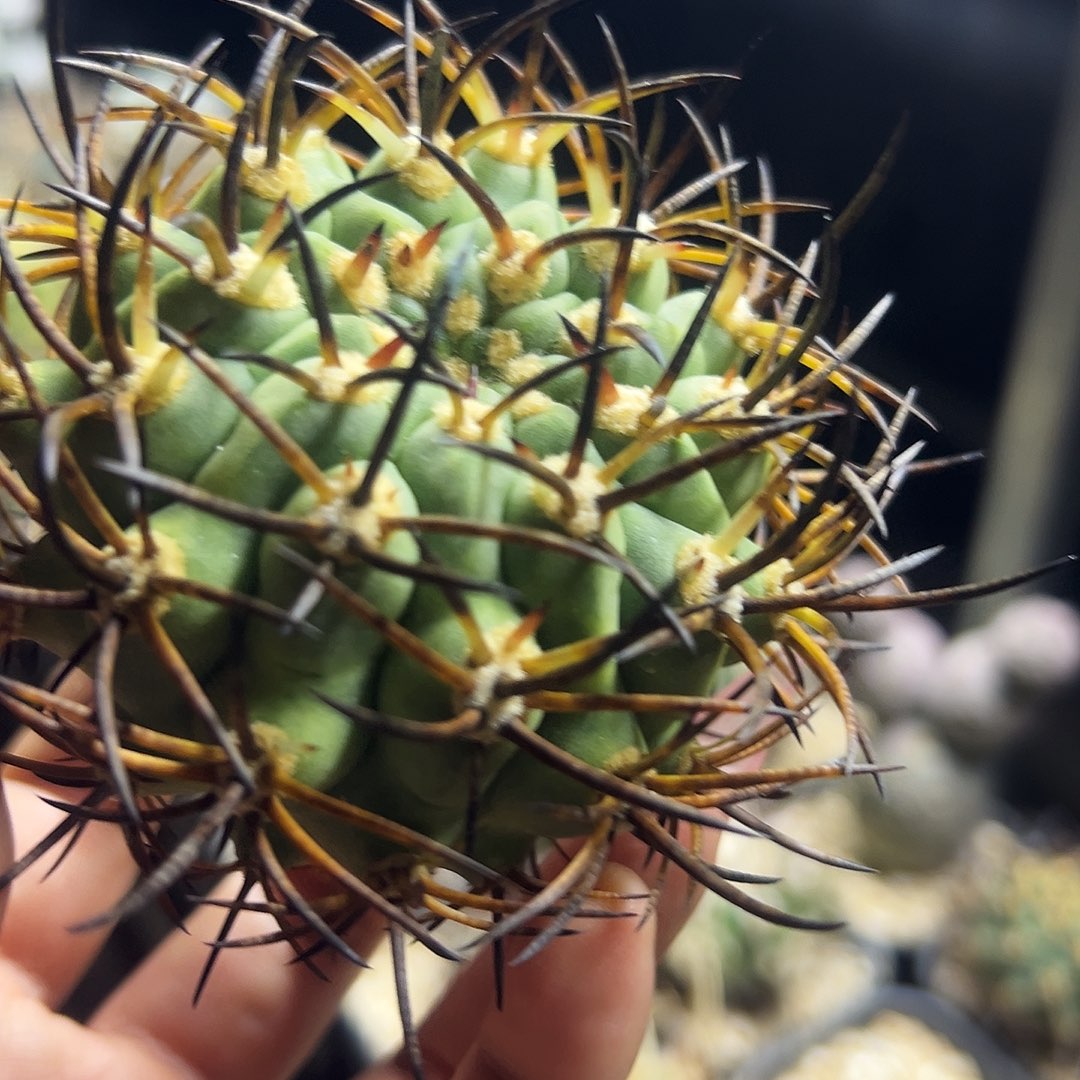 500津玉仙人球11111111