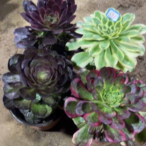 698多肉植物组合