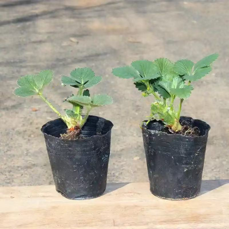 新品奶油草莓苗盆栽大苗阳台庭院种植南北方当年结果奶油草莓栽植
