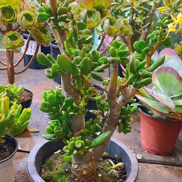 马蹄一物一拍多肉植物