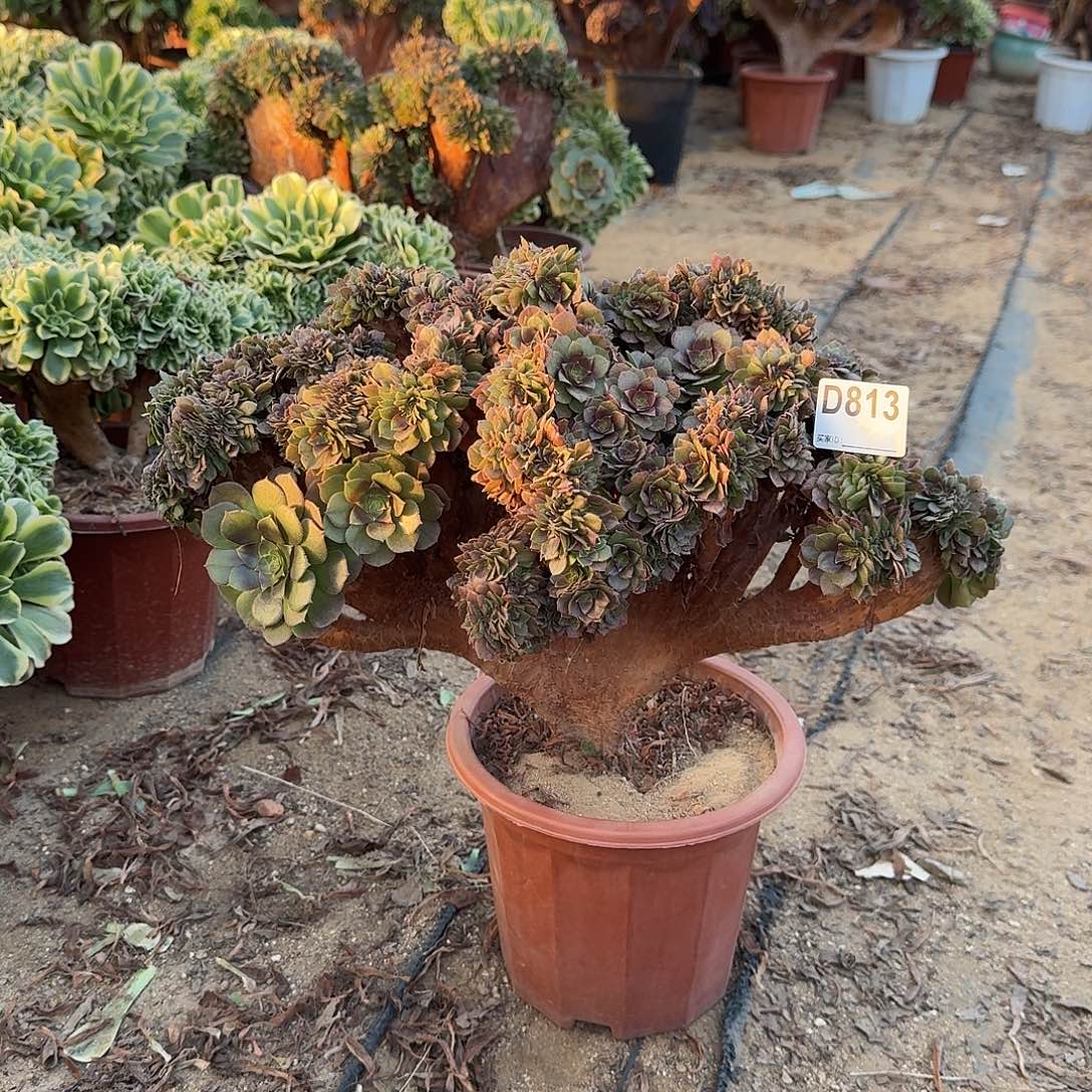 813万缀朵朵有伤一颗呀呀