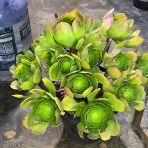 万圣夜多肉植物032