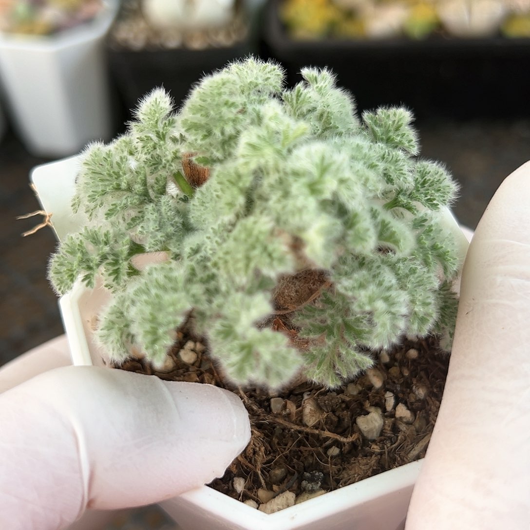 好养易活生石花大母本9049