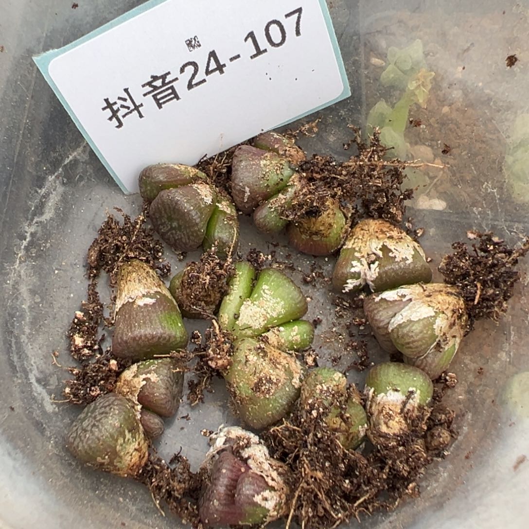 24-107量拍肉锥一颗