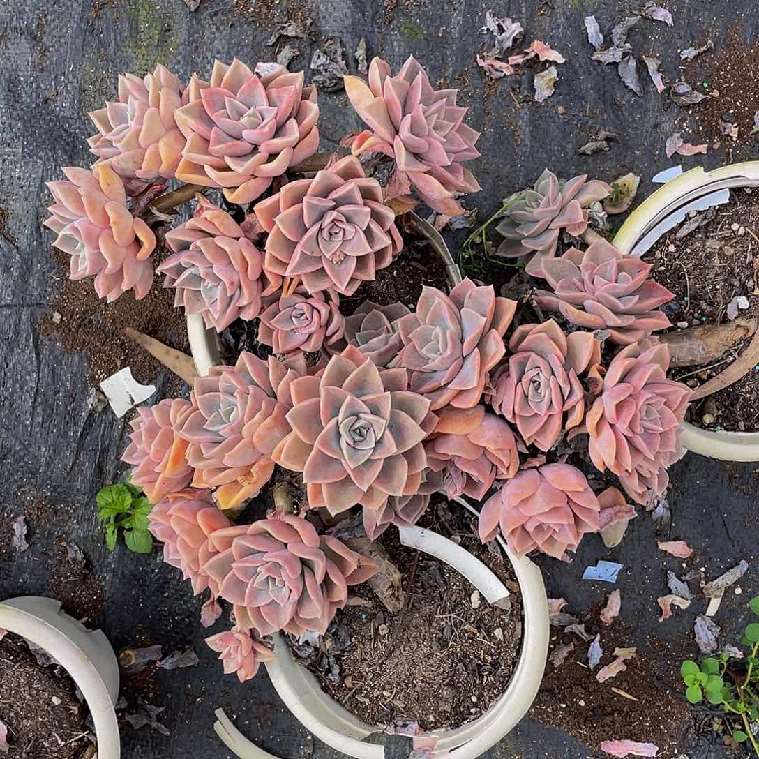 静*哈利沃森多肉植物3颗