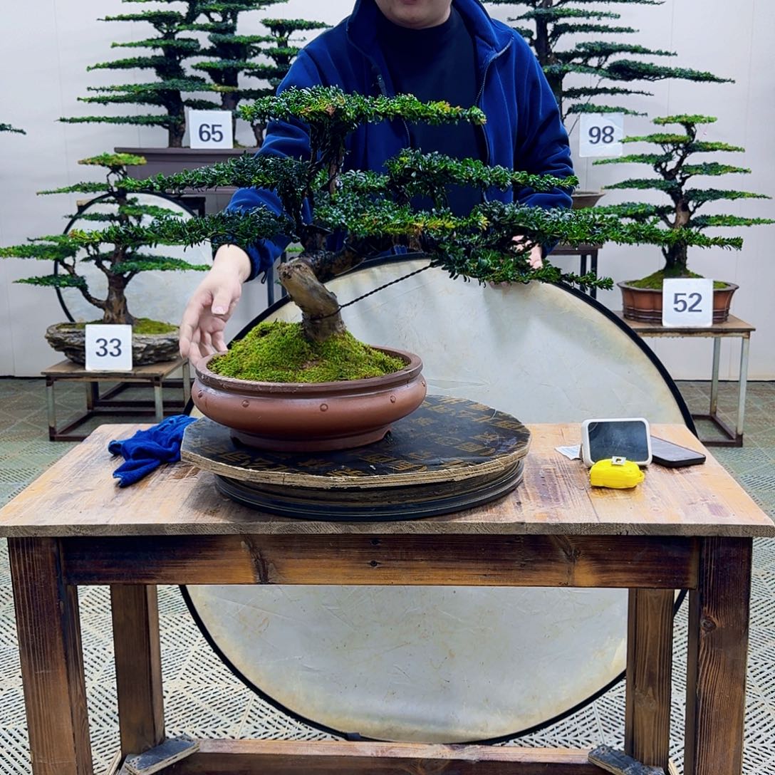 无花朵珍珠红芽罗汉松造型盆景