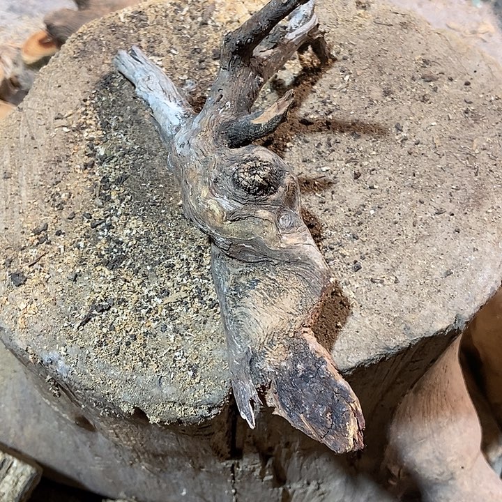 欢***好柏木太行山区柏木木木