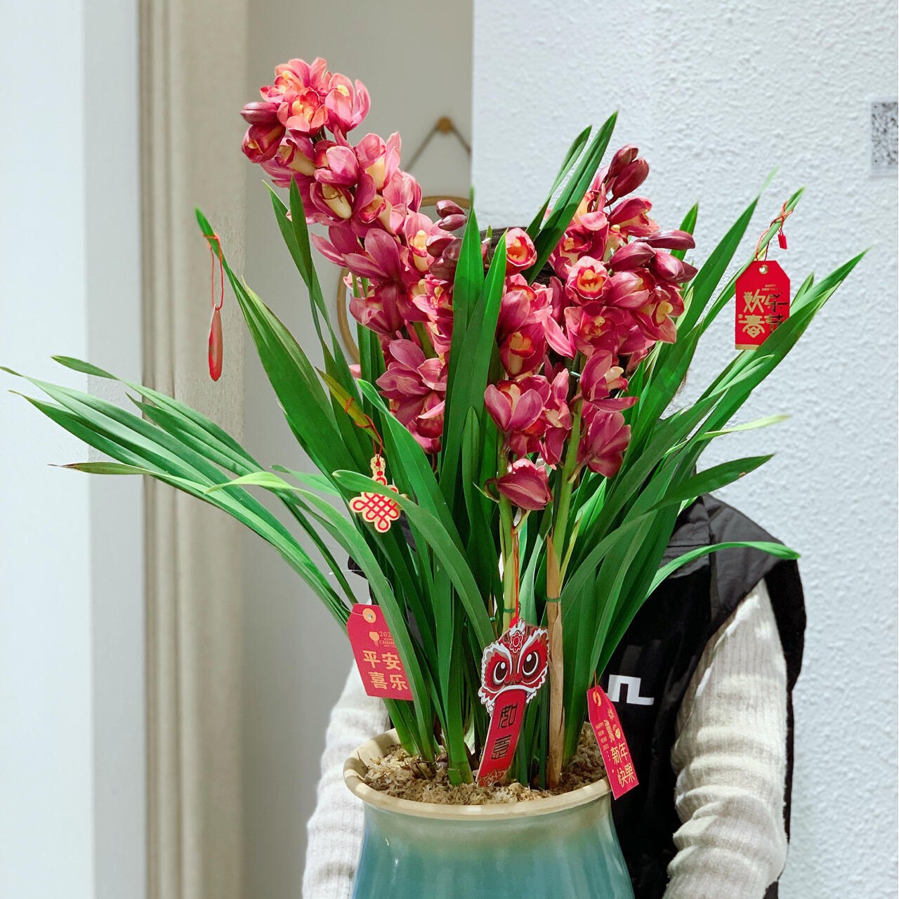 梦寐以求大花蕙兰年宵花室内盆栽好养活带盆发货超长花期绿植