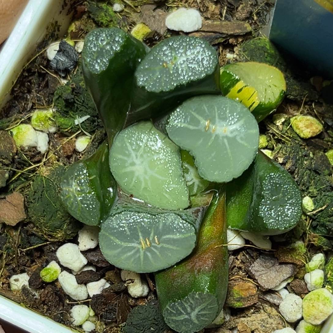 恭喜发财大吉大利707