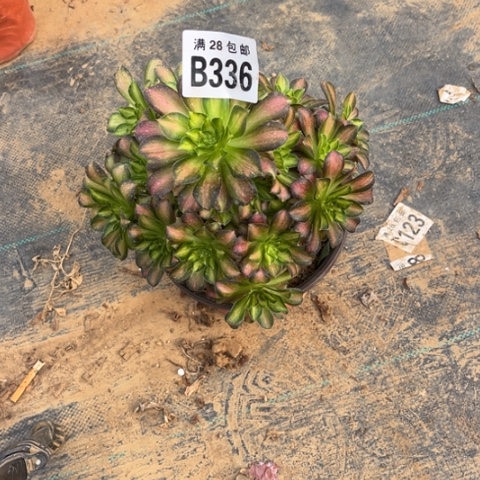 336韶华不包断枝