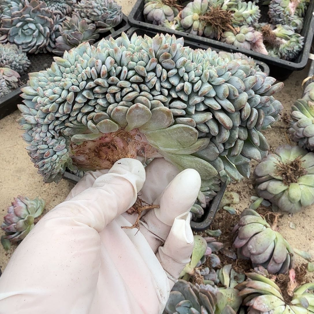 星影瑕疵呀呀呀呀呀