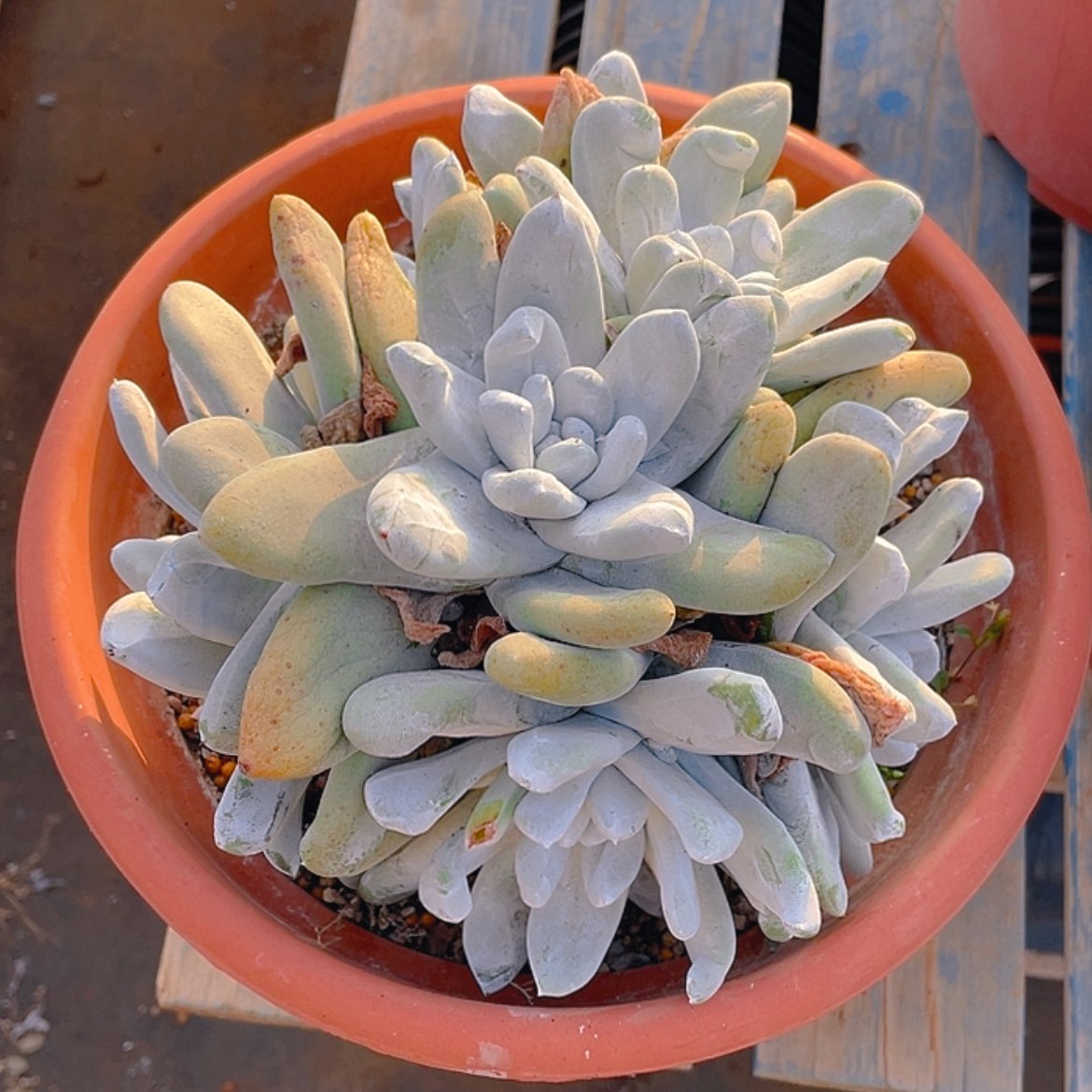 【闪购商品】拇指拇指