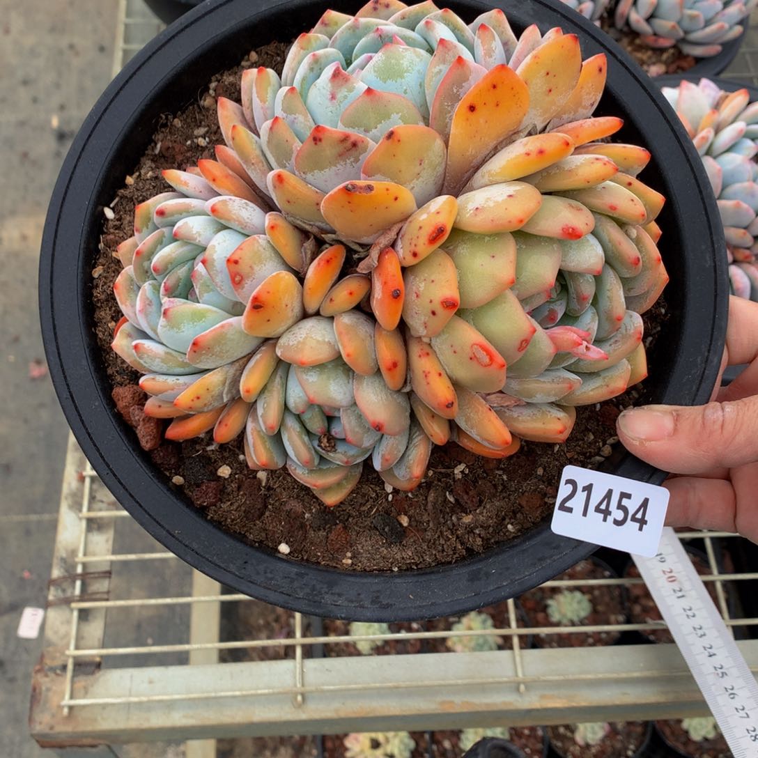 21454多头一个嗯嗯