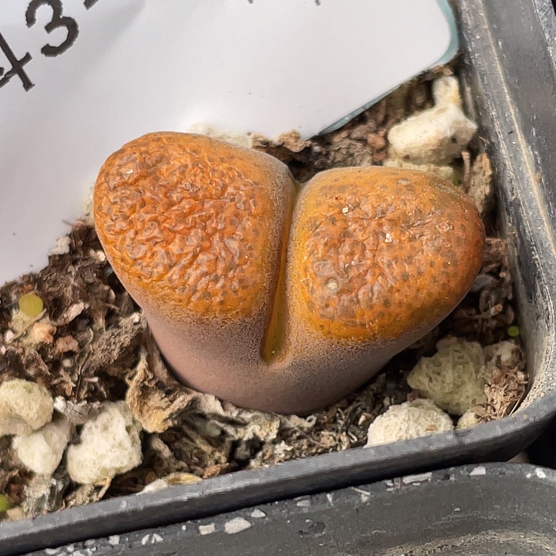 3-120蛋糕风铃肉锥