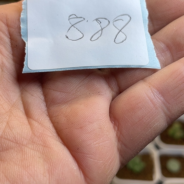 静***香佳人园艺多肉生日花888