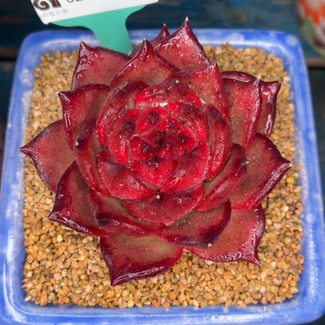 从前慢多肉精选编号0207.142