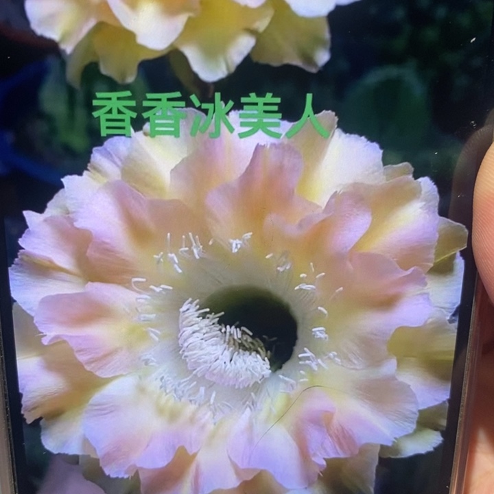 香香冰美人带根6公分左右