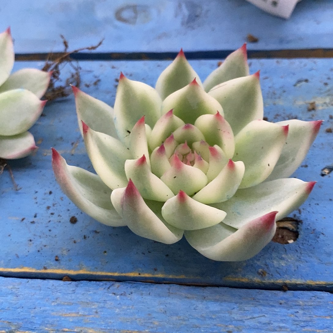 552吉娃娃覆轮锦炸多肉无根