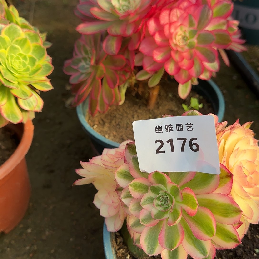 多肉植物倾城2176