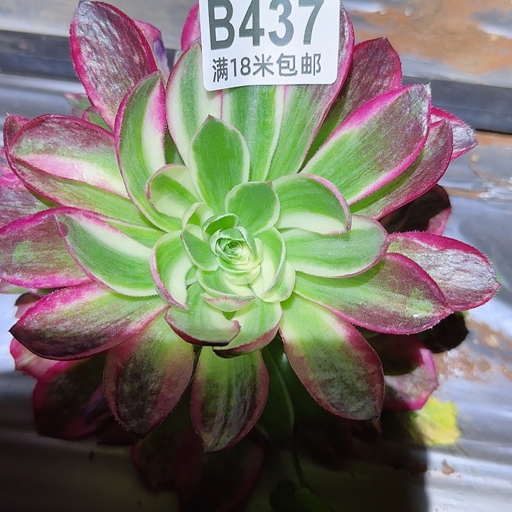 多肉法师海王朵朵