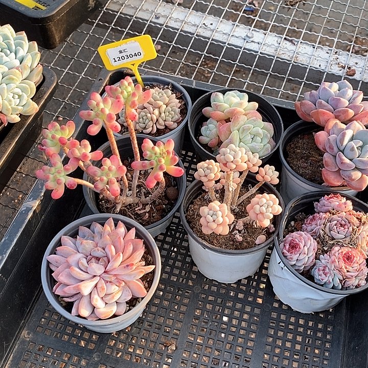 1203040筐拍不售后