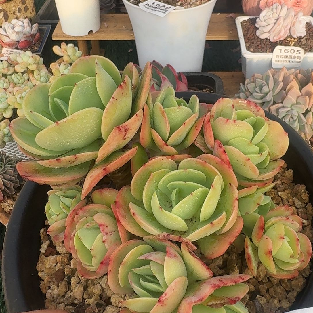 1629一物一拍（满28包邮）