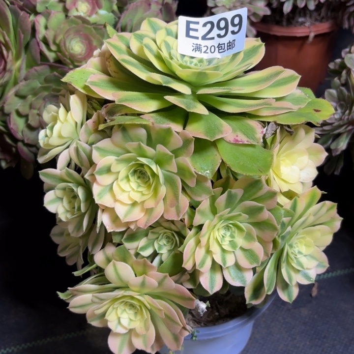 瑞妈一物一拍299