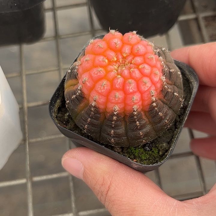 我也不知道我为什么要这样