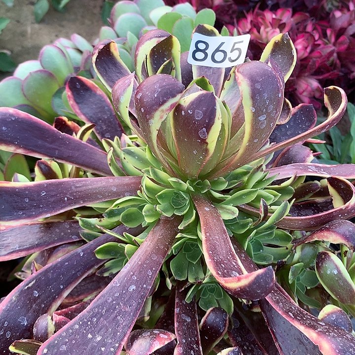 865欧嘉莉多肉植物2