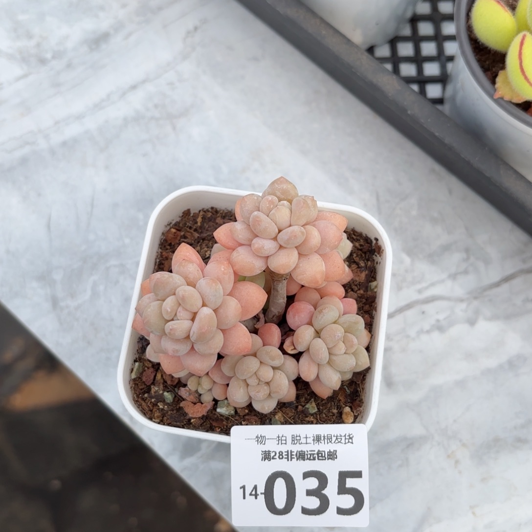 洛可可老桩多肉多肉多肉