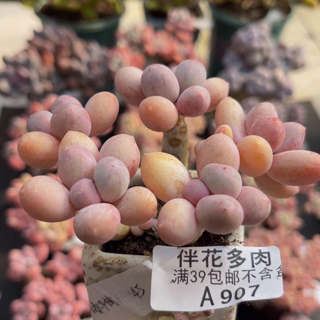 907手指奶奶8cm多肉植物