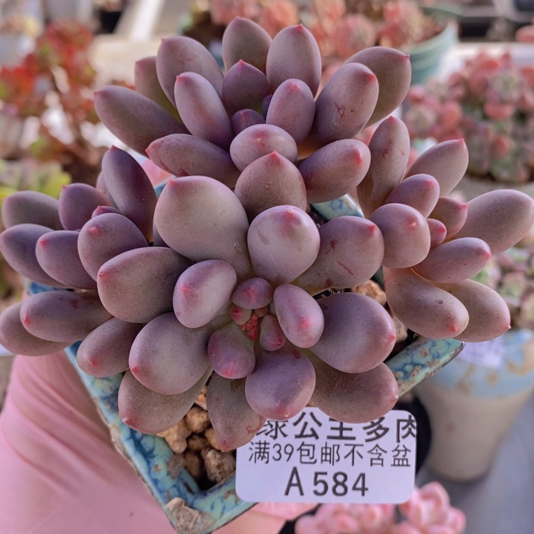 桃花仙子奶9cm584多肉植物