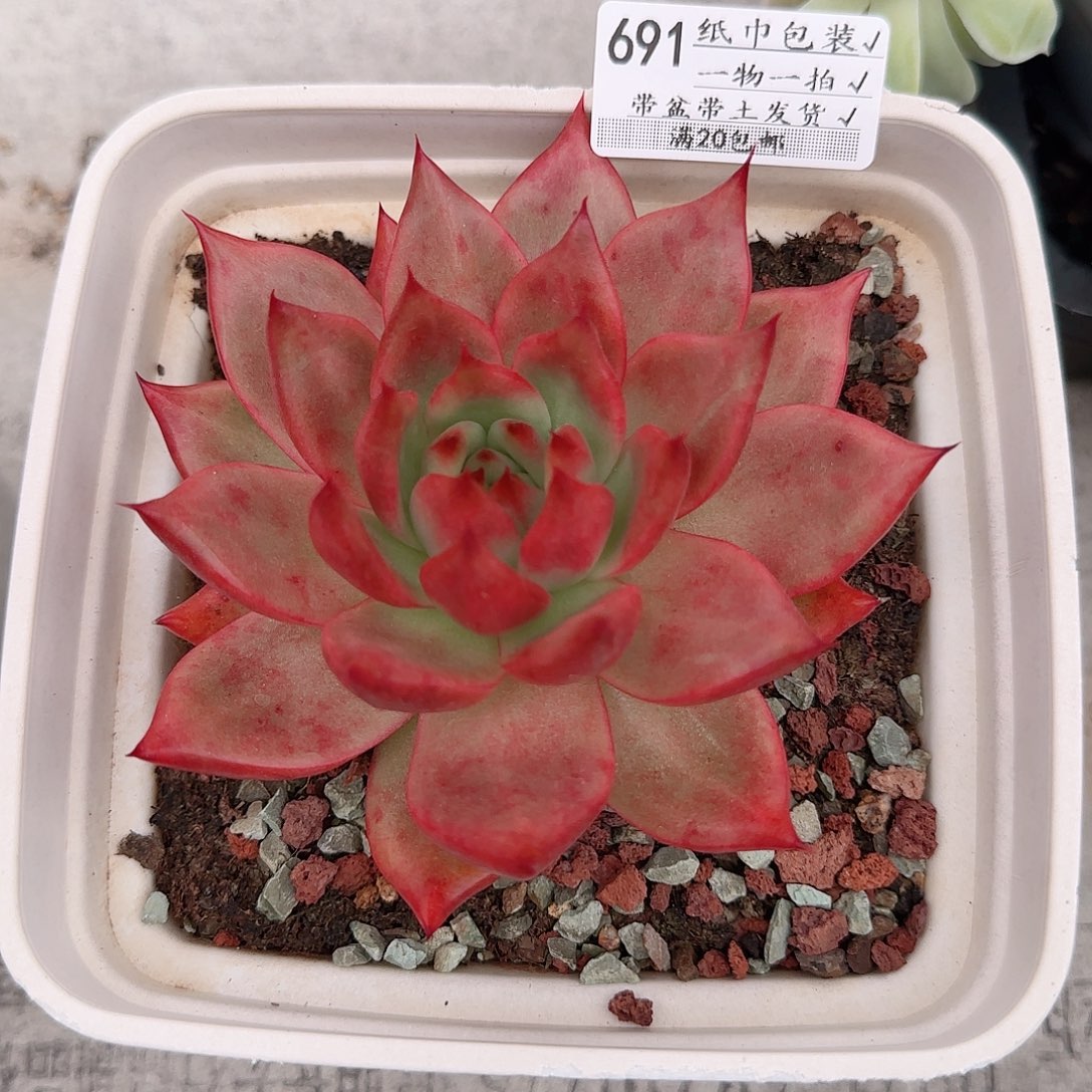 幸***天1108----691脱土发货