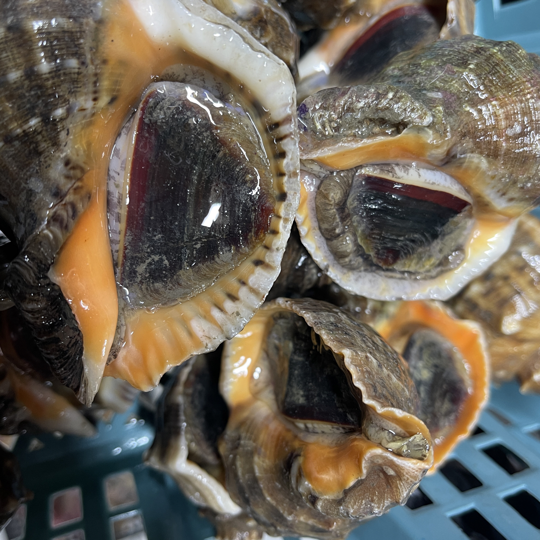 鲜活海螺海鲜一斤，单只规格2到3两配送到家