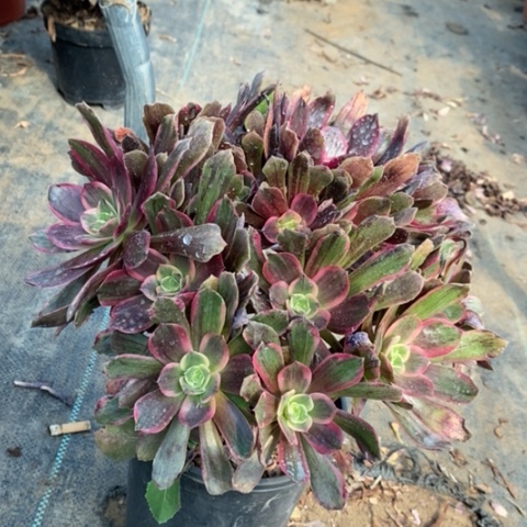 灰姑娘多肉植物066