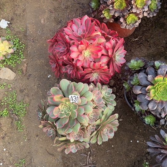 无花朵花妖套餐430号不包断枝