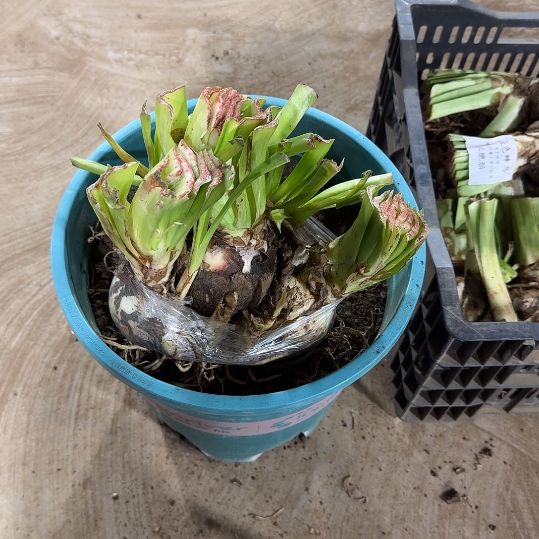 蓝色蜂鸟群开坨坨发