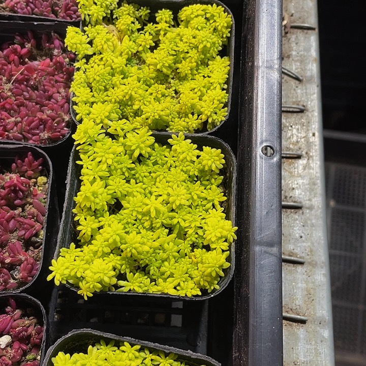 黄金草带盆土发货