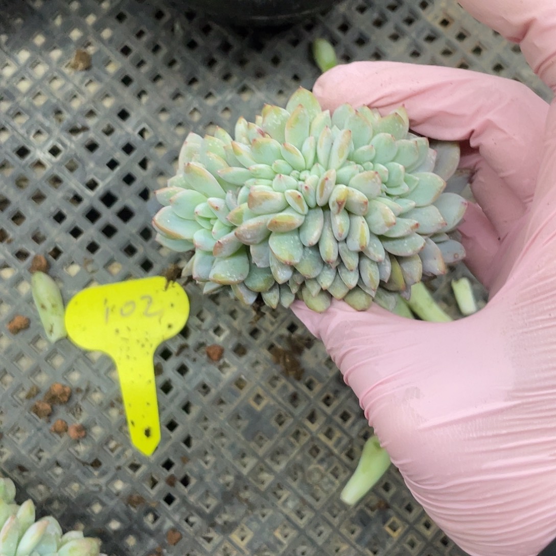 多肉底切星影小树，介意慎拍。 