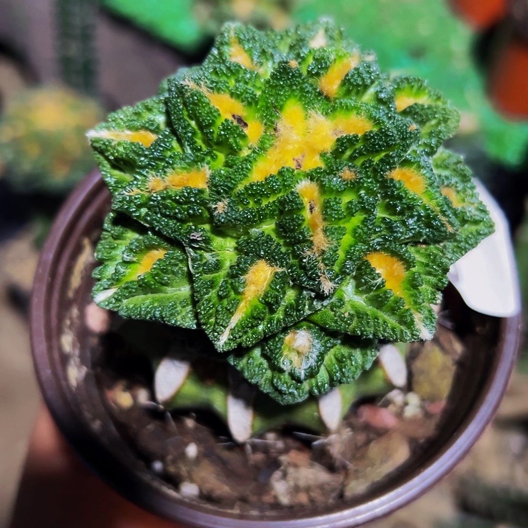 无花朵辛顿黑牡丹879