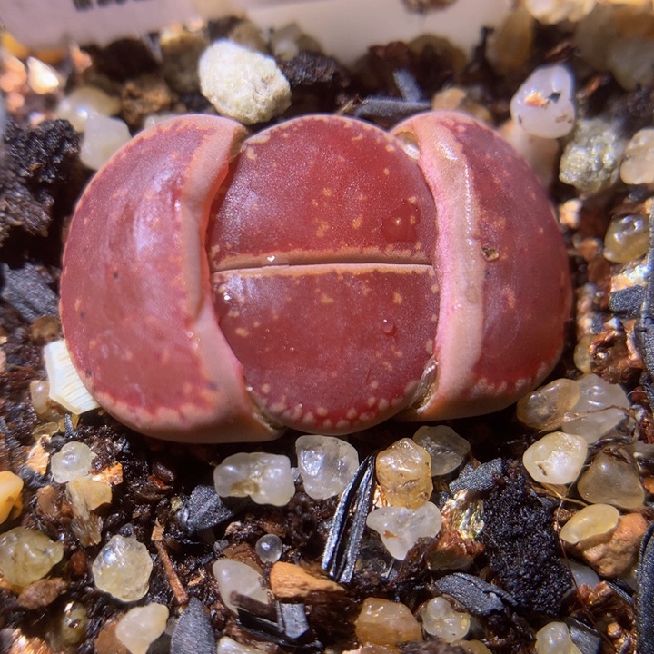 精品生生石花311.540