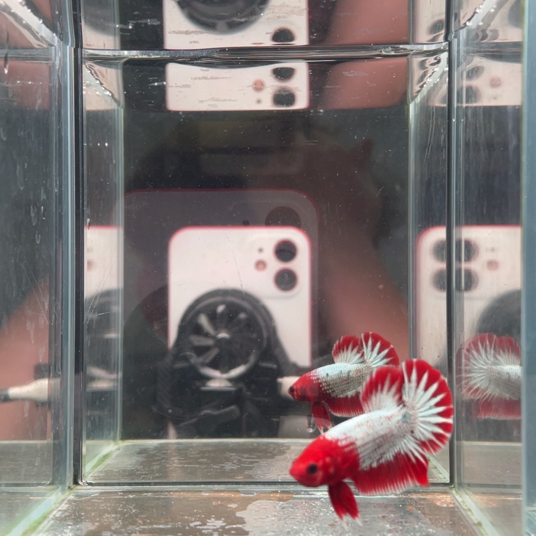 斗鱼印尼精品斗鱼123